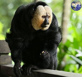 新动物世界 白面粗尾猿 世界上唯一一种可以和平头哥比抗毒能力的动物
