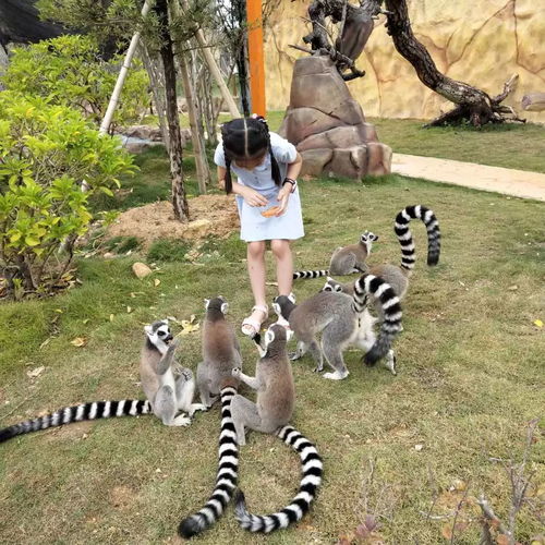 福建永鸿野生动物世界科普 猿和猴的区别及尾猿的特征