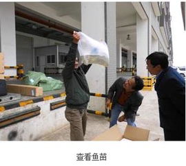 云南省水产技术推广站引进福瑞鲤38万尾 助力养殖业提质增效