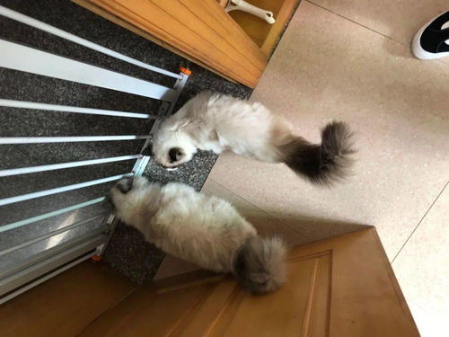 看尾巴说话 猫咪的尾巴会说话，教你读懂小主子的心情