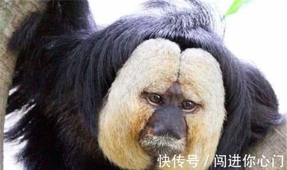 白面卷尾猴 自然界的抗毒奇兵与森林中的“无脸男”